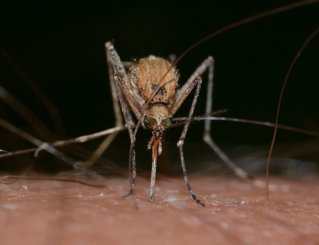 Alertă! Virusul Zika riscă să se răspândească în numeroase ţări europene, inclusiv în România