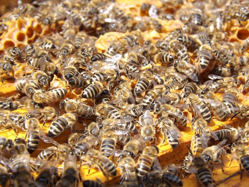 Atacul insectelor! 20.000 de albine au urmărit o maşină timp de două zile. Motivul este incredibil