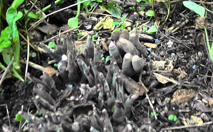 A mers la mormantul tatalui, dar a avut socul vietii cand a vazut ce iesise din pamant 383066