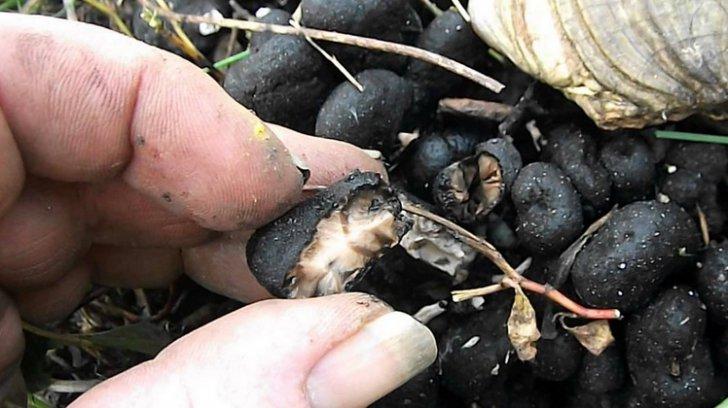 A mers la mormantul tatalui, dar a avut socul vietii cand a vazut ce iesise din pamant 383067