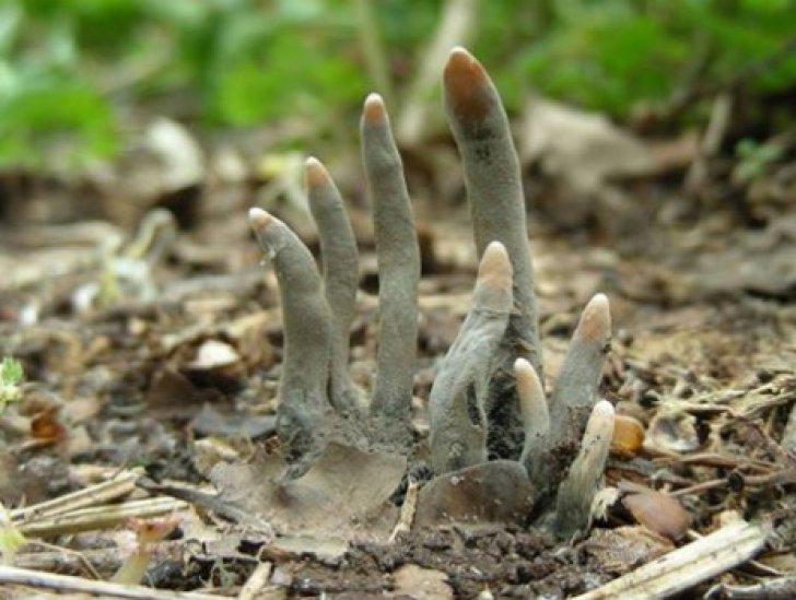 A mers la mormantul tatalui, dar a avut socul vietii cand a vazut ce iesise din pamant 383070