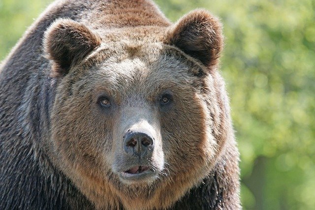 Un tânăr a fost atacat de un urs lângă Braşov