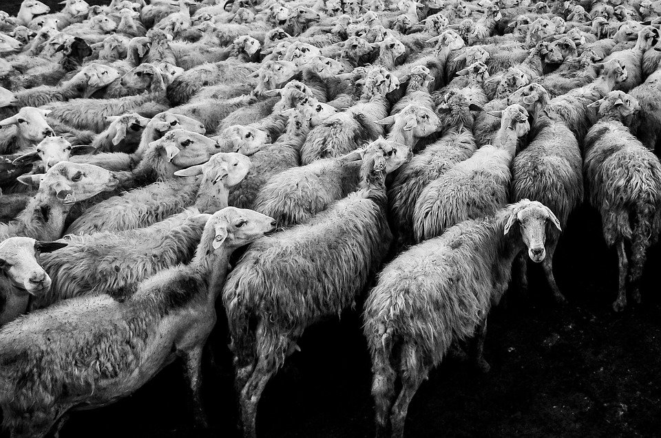 Patru sute de oi au murit după ce s-au aruncat într-o râpă adancă, la Vaslui. Ce au văzut animalele de au luat-o la fugă