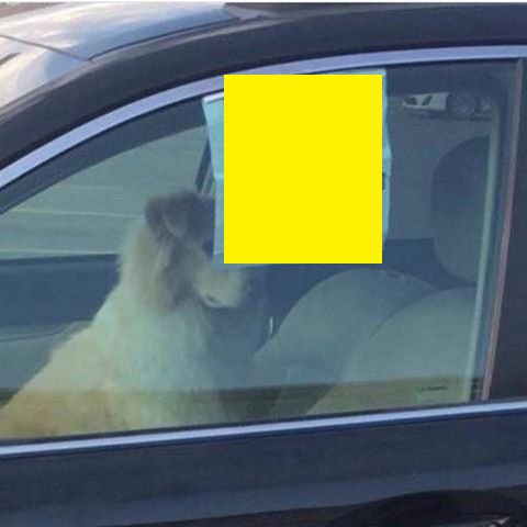Și-a încuiat câinele în mașină și a lăsat un bilet mare în geam. Trecătorilor nu le-a venit să creadă ce scria - FOTO  