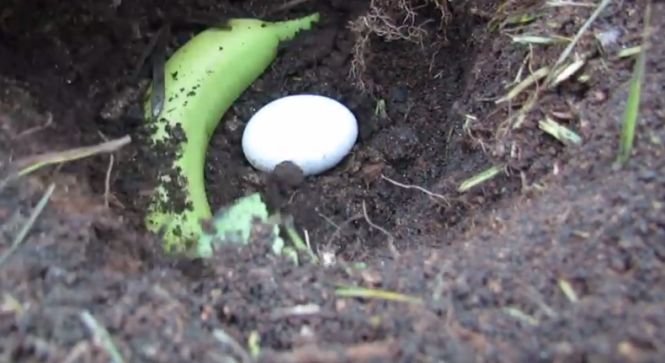 Un fermier a pus un ou și o banană în pământ și a așteptat. Incredibil ce a descoperit în scurt timp