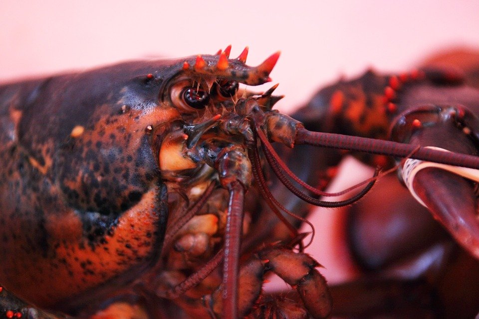 Povestea incredibilă a homarului care a ajuns din supermarket înapoi în Oceanul Atlantic - VIDEO