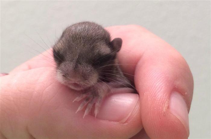 Mergea pe stradă, când a văzut această creatură. Era mică, slabă și nu scotea niciun sunet. Ce s-a întâmplat când a atins-o - FOTO 384745