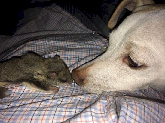 Mergea pe stradă, când a văzut această creatură. Era mică, slabă și nu scotea niciun sunet. Ce s-a întâmplat când a atins-o - FOTO 384749