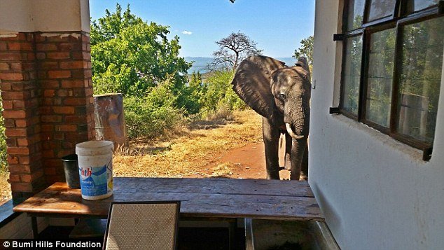 Momentul în care un elefant rănit de braconieri ”cere” ajutorul oamenilor! 