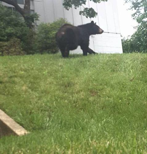 Făcea yoga în grădină. A simțit că ceva o linge pe gât și s-a întors brusc. Când a văzut ce era în spatele ei, a încremenit - FOTO INCREDIBILE 386368