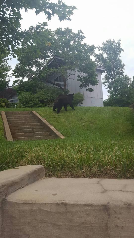 Făcea yoga în grădină. A simțit că ceva o linge pe gât și s-a întors brusc. Când a văzut ce era în spatele ei, a încremenit - FOTO INCREDIBILE 386369