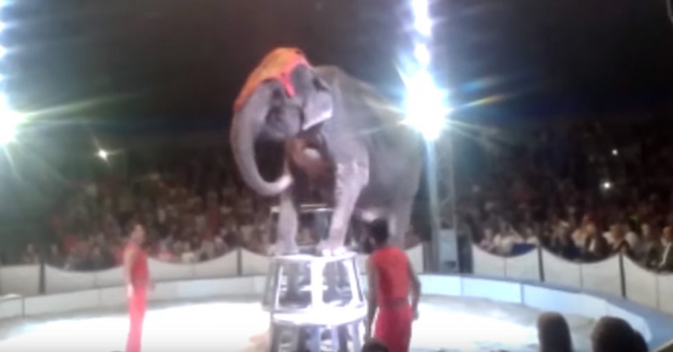 Un elefant are un accident în timpul unui număr de circ. Ce au făcut ceilalţi elefanţi a şocat spectatorii - VIDEO