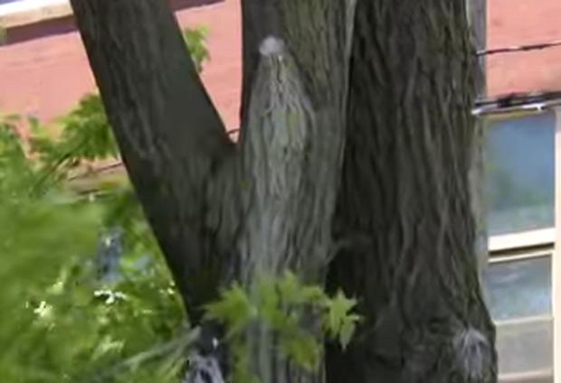Imaginea Fecioarei Maria a apărut pe un copac. De atunci e loc de pelerinaj lângă trunchi