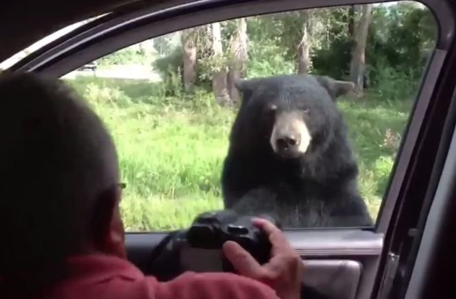 Un urs s-a apropiat de mașina lor și a început să tragă de ușă. Ce a urmat este înfricoșător VIDEO