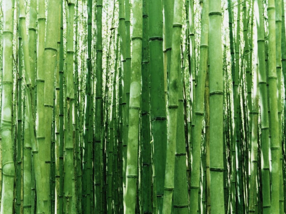 Pădurea de bambus din România