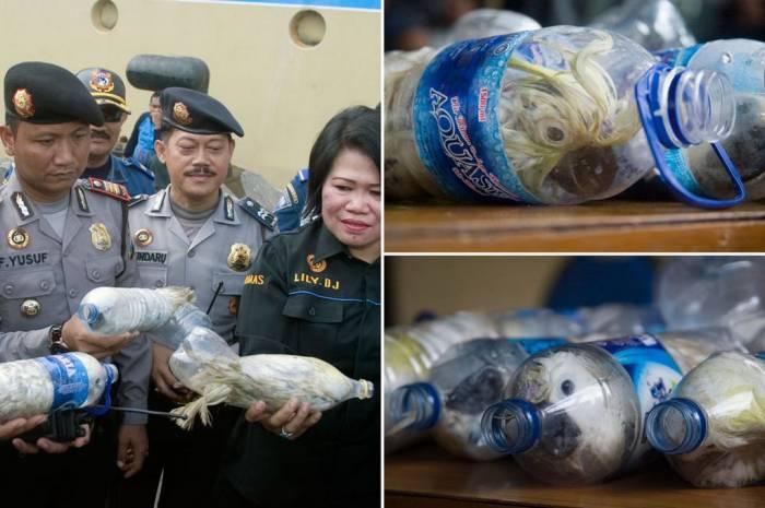 Au avut un soc cand si-au dat seama ca ceva misca in mai multe sticle de plastic! Le-au dat lacrimile si au pus instant mana pe foarfece 387497