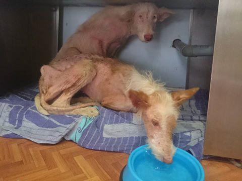 Cine a făcut asta trebuie să plătească. Câinii care au refuzat să moară. Când i-au văzut, oamenii au izbucnit în lacrimi 388243