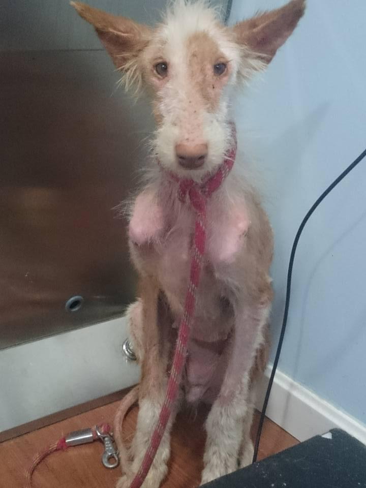 Cine a făcut asta trebuie să plătească. Câinii care au refuzat să moară. Când i-au văzut, oamenii au izbucnit în lacrimi 388244