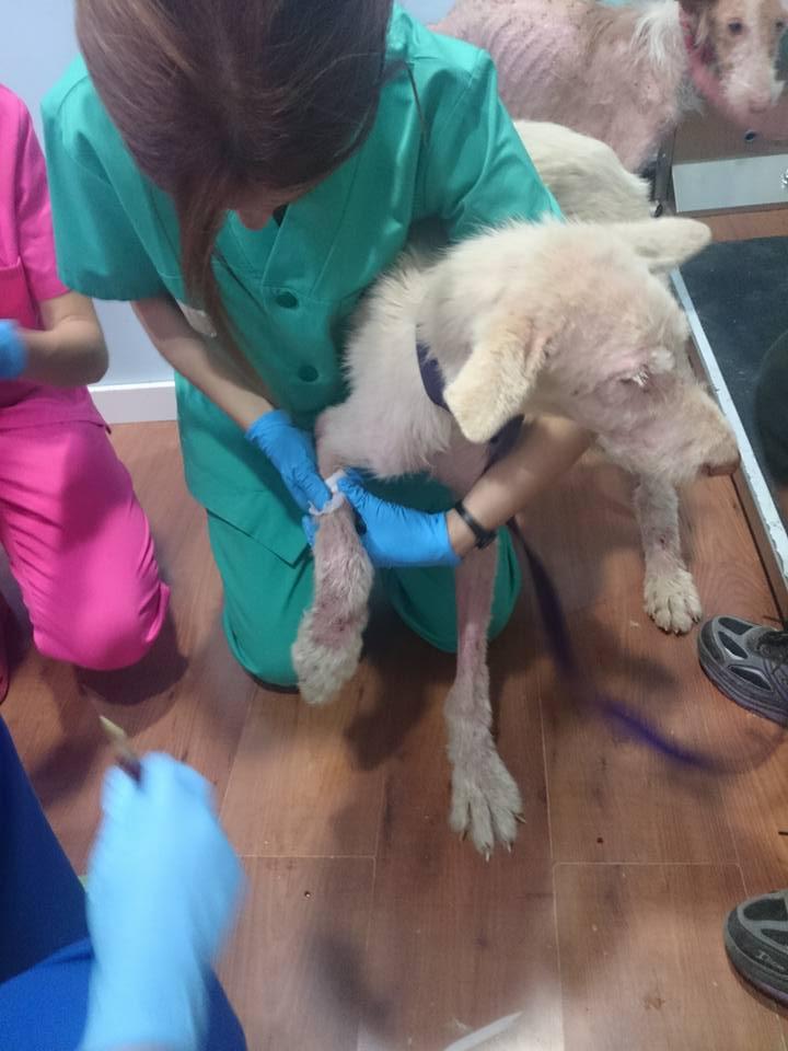 Cine a făcut asta trebuie să plătească. Câinii care au refuzat să moară. Când i-au văzut, oamenii au izbucnit în lacrimi 388245