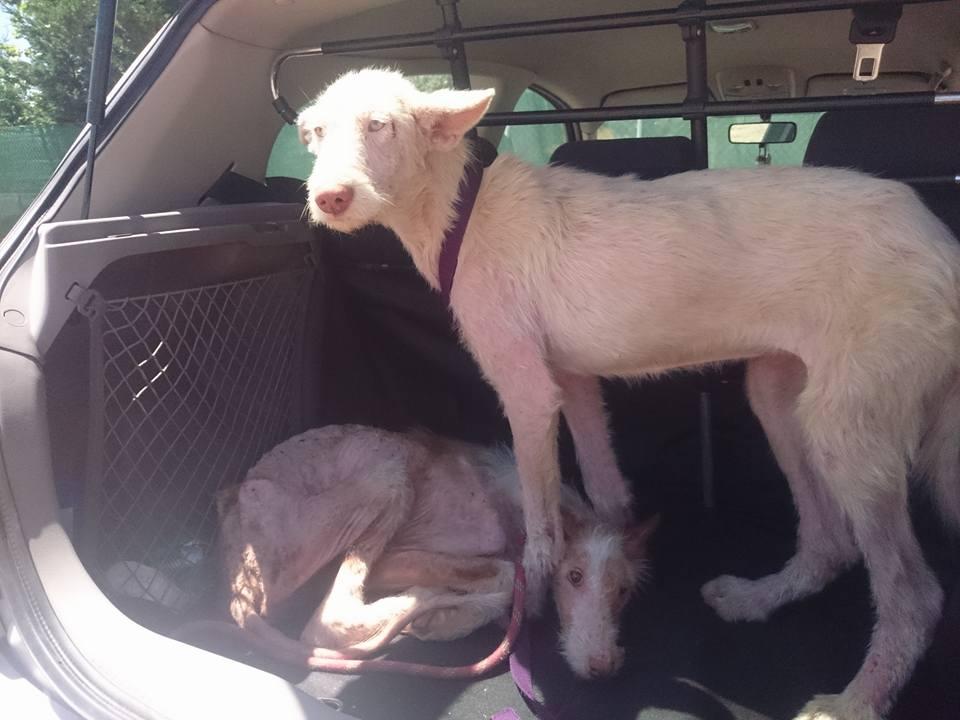 Cine a făcut asta trebuie să plătească. Câinii care au refuzat să moară. Când i-au văzut, oamenii au izbucnit în lacrimi 388246