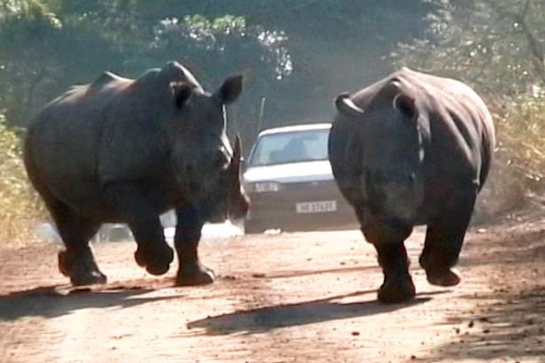 Erau într-un safari când doi rinoceri rivali s-au năpustit asupra mașinii în care se aflau. Imaginile au făcut înconjurul lumii