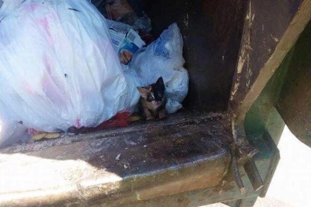 Strangea gunoiul dintr-un tomberon cand a observat ca unul dintre saci se misca singur. Cand l-a deschis a avut un soc! Ce era in interiorul lui 388427