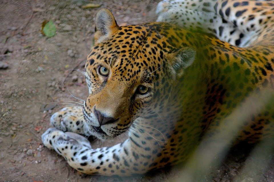 Scandal la JO 2016 de la Rio. Un jaguar a fost ucis 