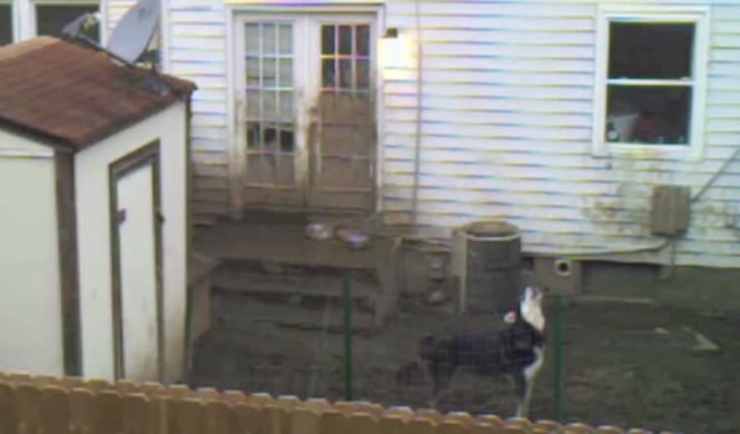 A instalat o cameră îndreptată spre curtea vecinului și a descoperit ceva îngrozitor. Ceea ce a filmat este șocant! VIDEO