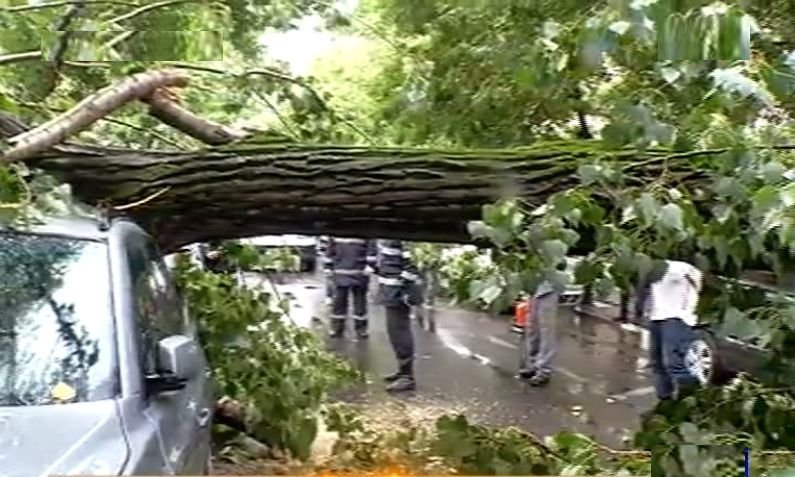 Trafic deviat pe o importantă arteră din București, unde un copac a căzut pe carosabil. Edilul Sectorului 1 anunță sancțiuni