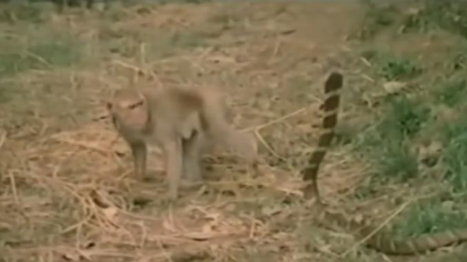 O maimuţă încearcă să se joace cu o cobră. Ce se întâmplă în clipa următoare este terifiant - VIDEO