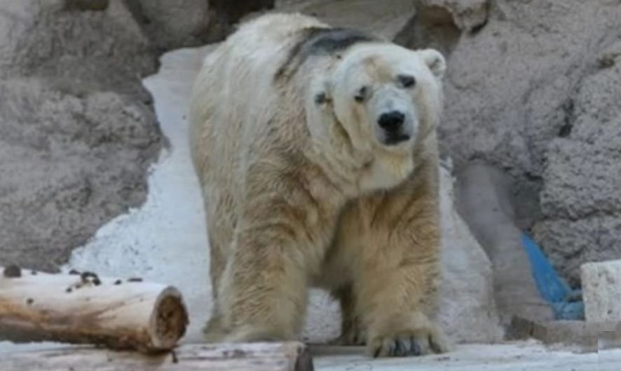 A murit cel mai trist urs polar din lume. Destinul tragic al ursului ținut captiv la 40 de grade Celsius