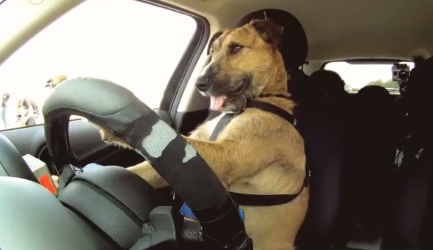 Câinele s-a urcat la volan, a apăsat pedala de accelerație și a pornit la drum. Ce a urmat face senzație pe internet - VIDEO