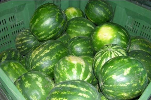 ”Bursa” pepenelui de Dăbuleni. Cât costă ''la sursă'' un kilogram de pepene 