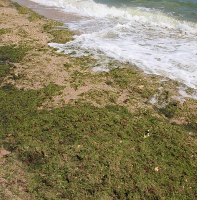 Peisaj dezolant pe plajele din sudul litoralului românesc. Mii de tone de alge au fost adunate