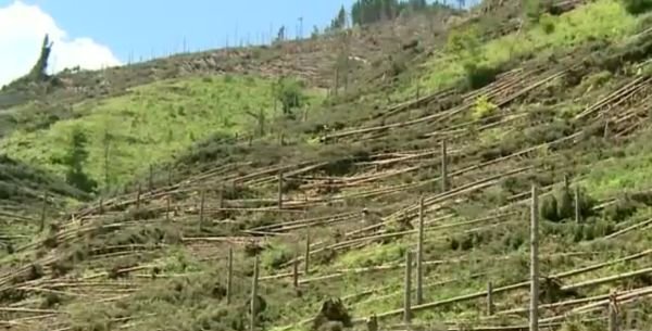 Dezastru! O tornadă a pus la pământ 500.000 de arbori în Suceava. Colectarea copacilor ar putea dura trei ani