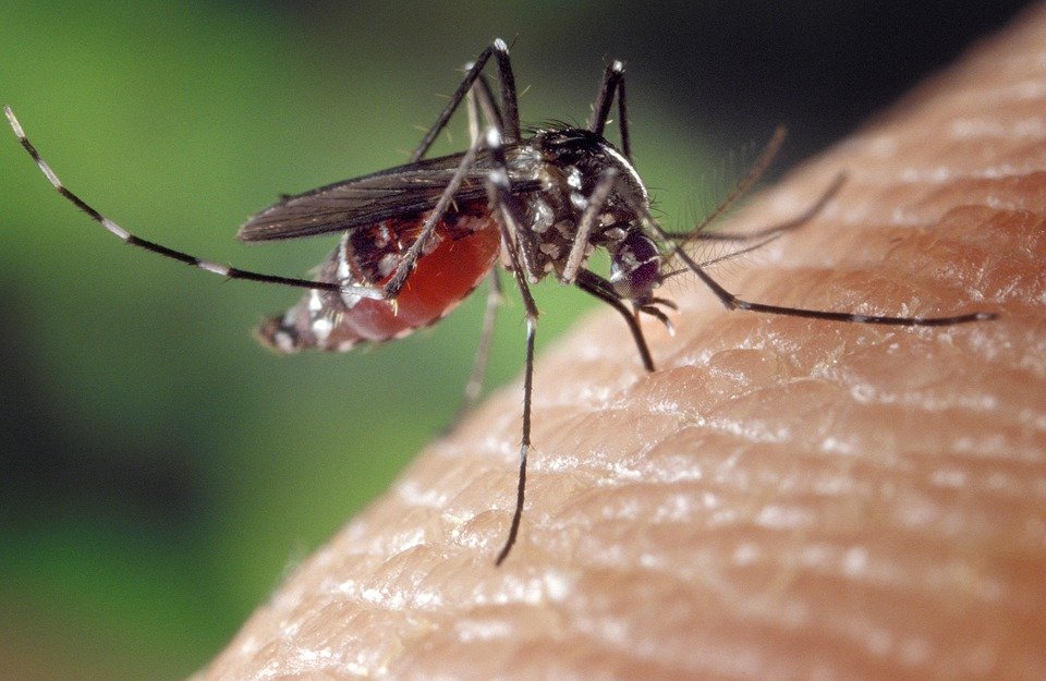 Leacul natural care ține țânțarii la distanță