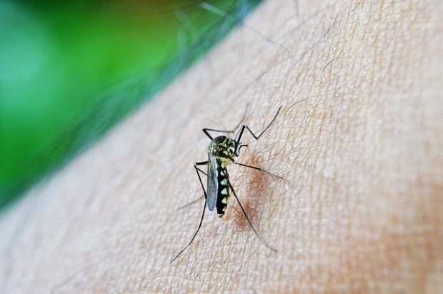 Un nou caz de infectare cu virusul Zika în România