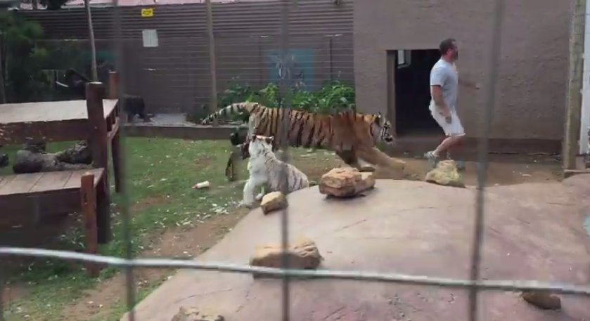 De ce NU este bine să îi întorci spatele unui tigru de la zoo - VIDEO 