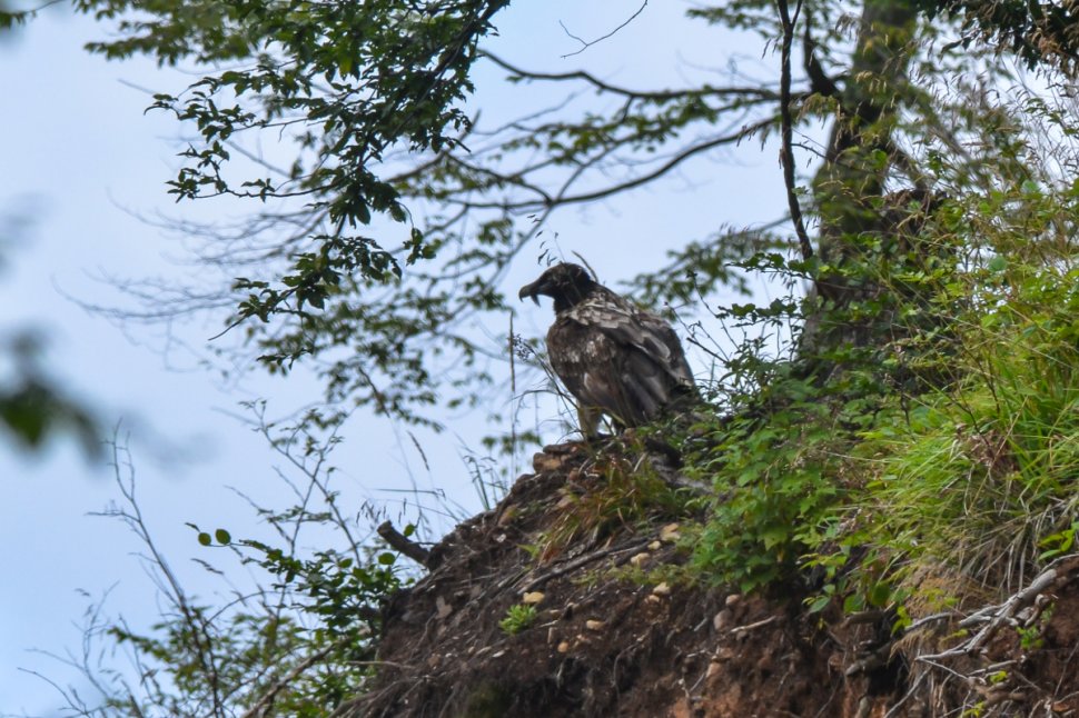 După mai bine de 80 de ani, în România a fost zărit un zăgan. Imagini spectaculoase cu vulturul bărbos