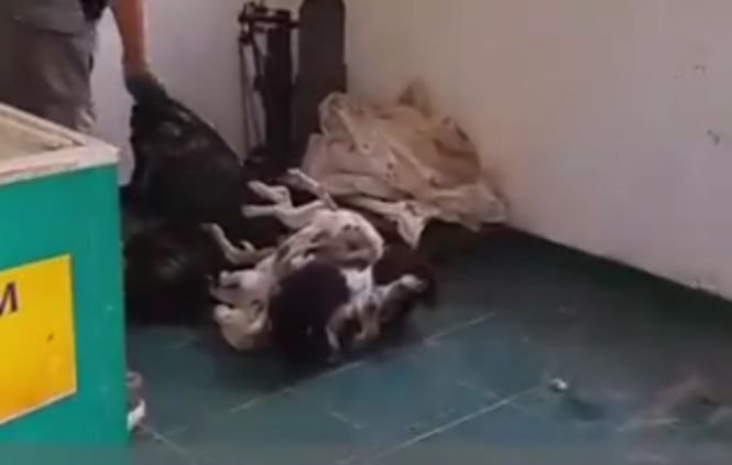 Imagini șocante filmate într-un adăpost de câini din România