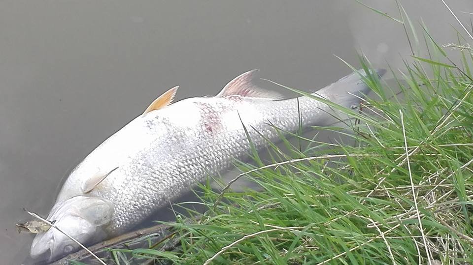 Situație fără precedent pe râul Șieu. Sute de pești au murit