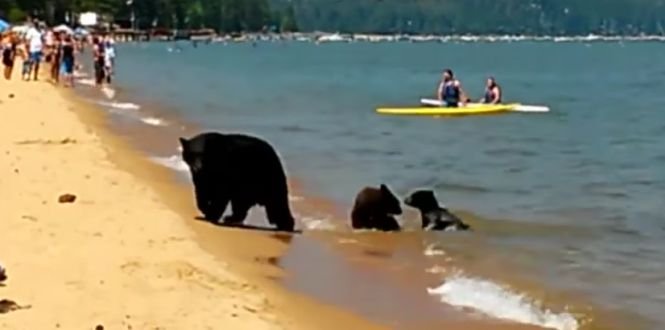 O familie de urși a venit să facă baie, printre turiști. Ce a urmat după ce animalele au ieșit din apă - VIDEO