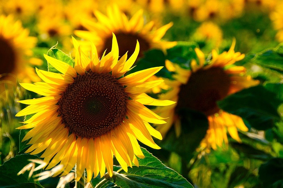Cercetătorii au dezlegat misterul: Cum se orientează floarea-soarelui după Soare