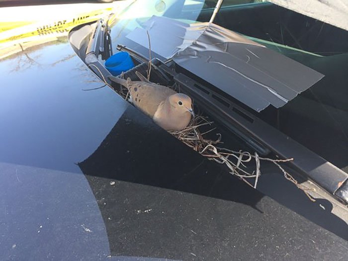 Miracolul zilei: Porumbeii si-au facut cuib in masina politiei. Afla reactia politistilor