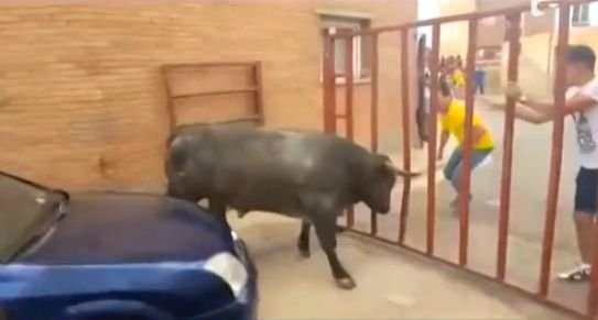 O fetiţă româncă a fost rănită după ce a fost atacată de un taur, în Spania