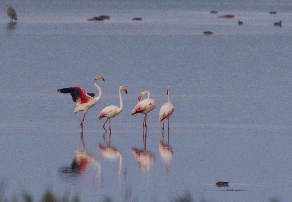 Apariție inedită în România. Mai multe păsări flamingo au fost fotografiate în premieră - FOTO 401104