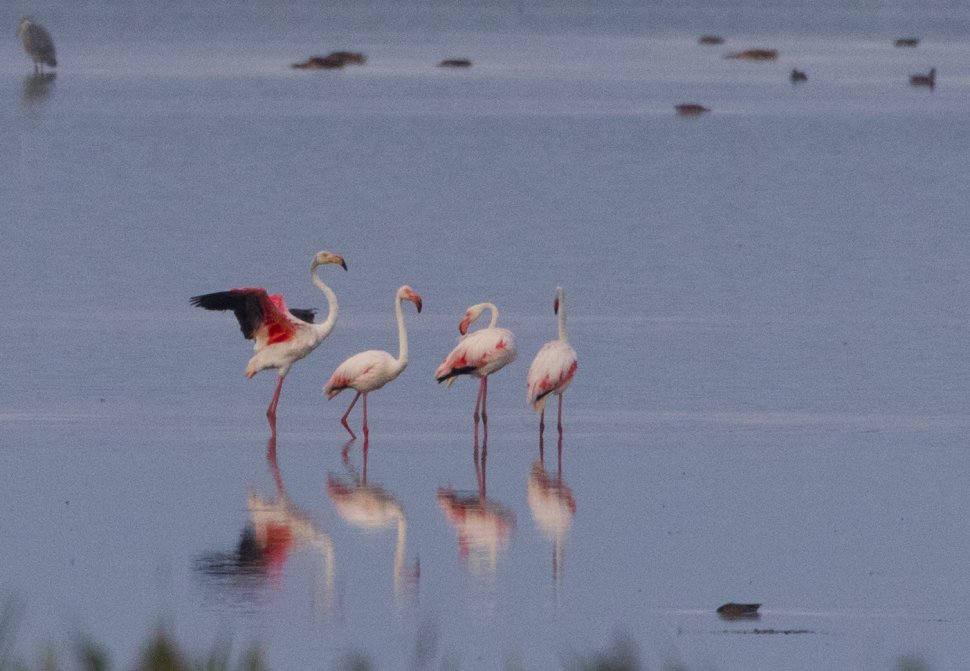 Apariție inedită în România. Mai multe păsări flamingo au fost fotografiate în premieră - FOTO