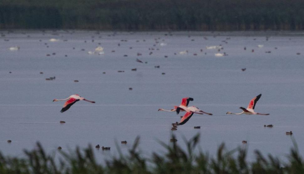 Apariție inedită în România. Mai multe păsări flamingo au fost fotografiate în premieră - FOTO 401105