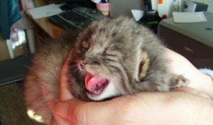 A luat patru pui aruncați într-o tufă. A crezut că sunt niște pisoi banali. Ce erau de fapt 401776