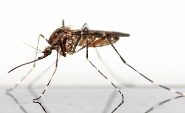 Organizația Mondială a Sănătății a anunțat câte infecții cu virusul Zika s-au înregistrat la Jocurile Olimpice